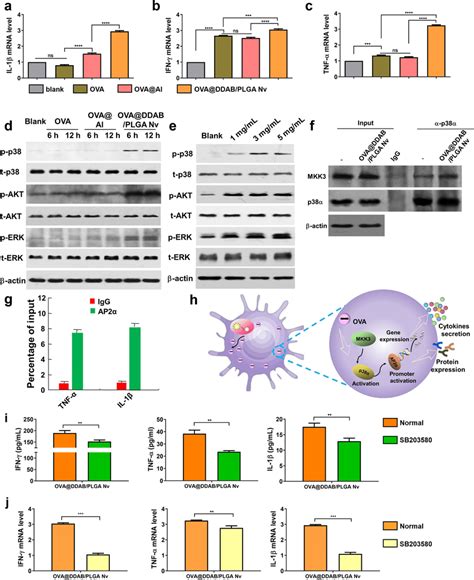 Cytokine Mrna Expression And Activation Of Relevant Signal Pathway Download Scientific Diagram