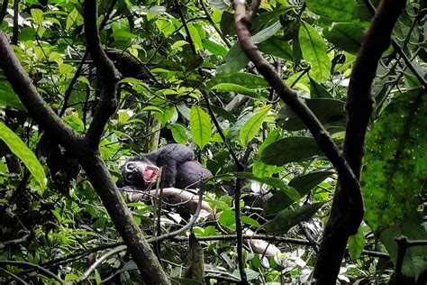 Day Private Chimpanzee Trekking Safari In Kibale Forest