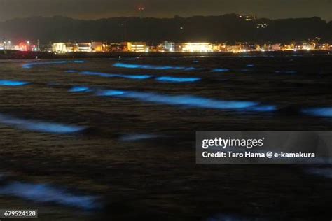 Noctiluca Scintillans Photos and Premium High Res Pictures - Getty Images