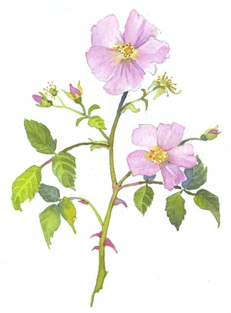 Wild Rose Drawing at GetDrawings | Free download