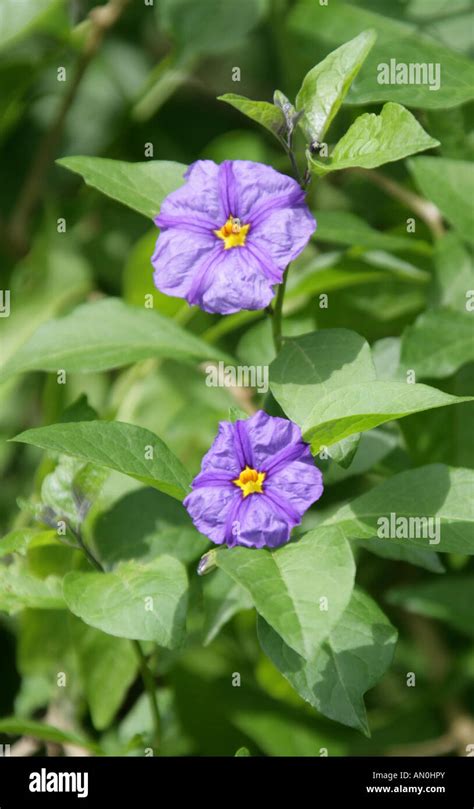 Paraguay Nightshade Aka Blue Potato Bush Solanum Rantonnetii