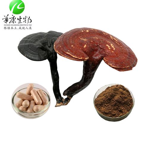 Free Sample Lingzhi Mushroom Extract Polysaccharides Reishi