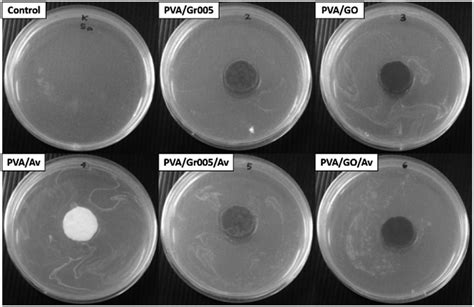 Antibacterial Activity Of The Pva Gbm Av Hydrogels Which Was Observed