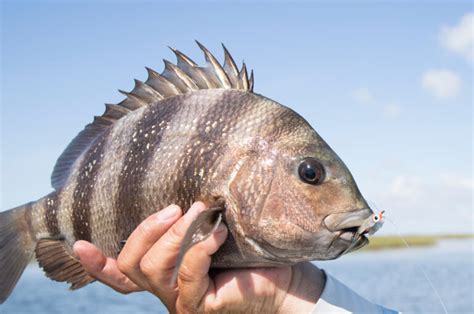 The Best Baits For Catching Sheepshead Avid Angler