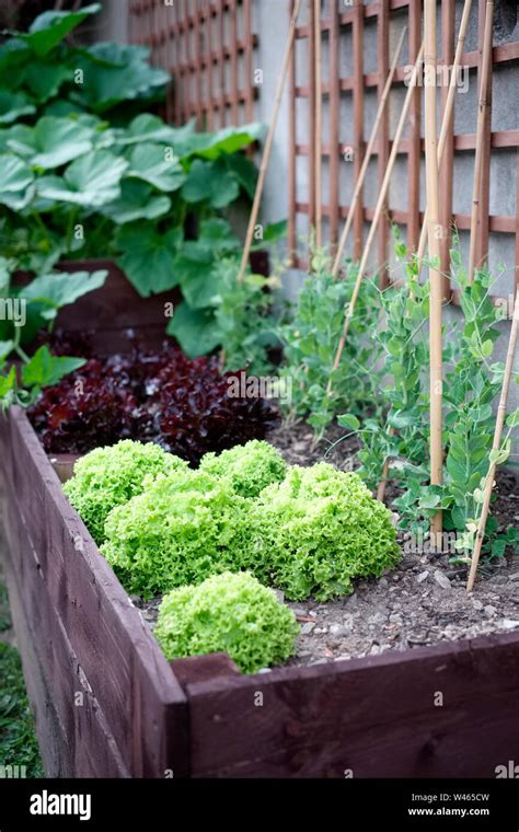 Vegetables Growing In A Domestic Vegetable Garden Stock Photo Alamy