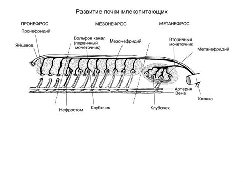Зоология позвоночных. Анатомия млекопитающих. (Лекция 12) - презентация ...