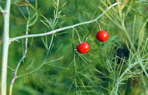 Asparagus Berries Stock Photos Royalty Free Asparagus Berries Images