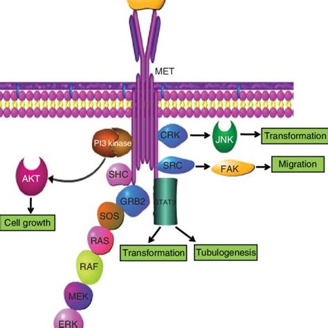 Hgf Mediated Abrogation Of Epithelial To Mesenchymal Transition Emt