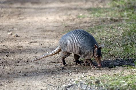 Passport to Texas » Blog Archive » Wildlife: The Nine-Banded Armadillo