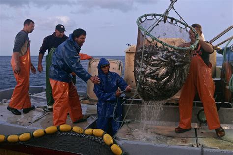 Pesca Da Sardinha Reabre A 1 De Junho Por Dois Meses