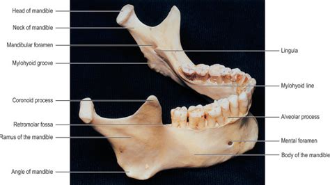 Mandible Diagram Quizlet