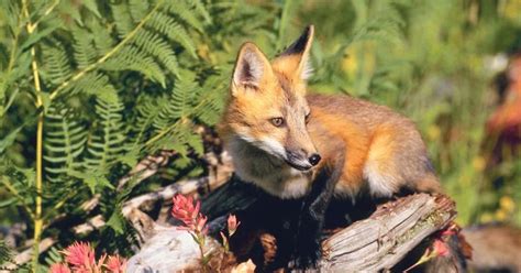 The Sierra Nevada Red Fox Has Been Listed as Endangered