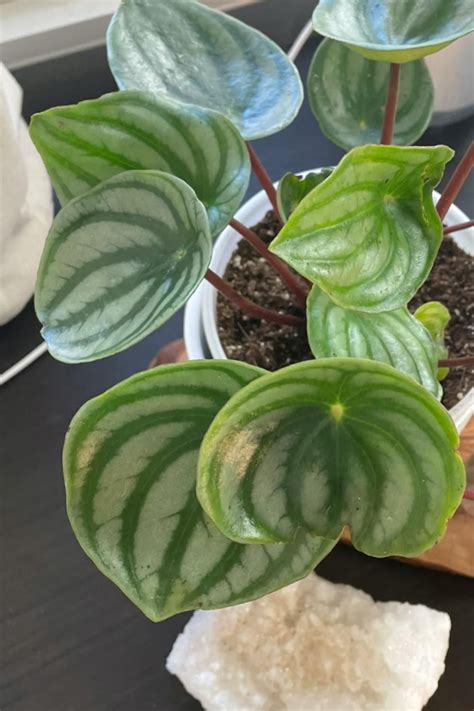 Peperomia Obtusifolia Variegata Care Tips Artofit