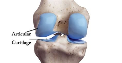 What is Cartilage? Anatomy - Makpats