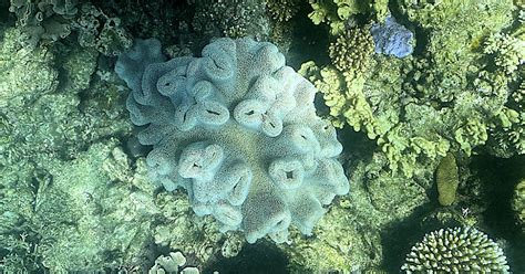 Erneut Massenbleiche Am Great Barrier Reef