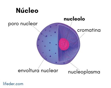 Nucléolo qué es características estructura funciones