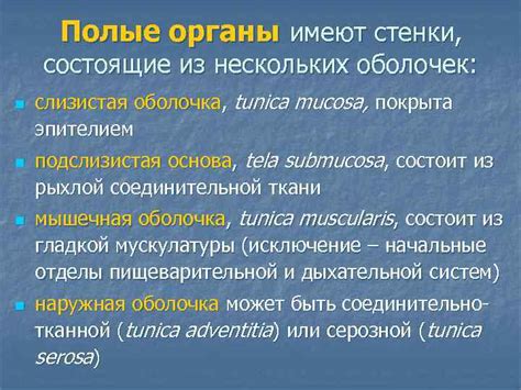 Общее учение о внутренностях Пищеварительная система План