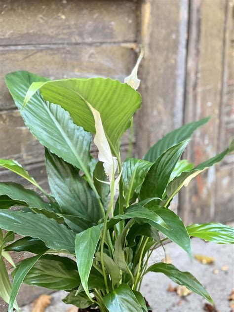 Spathiphyllum Sweet Chico Skrzyd Okwiat Jungle Boogie