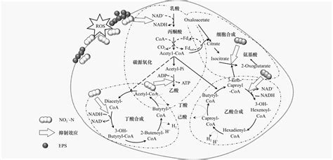 厌氧发酵中硝态氮和亚硝态氮对己酸巨球菌产酸性能的影响机制