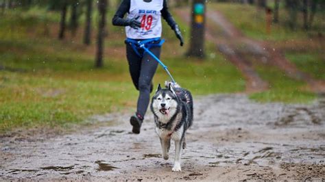 5 Best Harnesses For Huskies 2024 Dog Trainer Approved