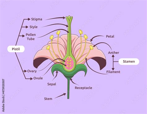 Parts of flower vector illustration. Flower reproduction image Stock ...