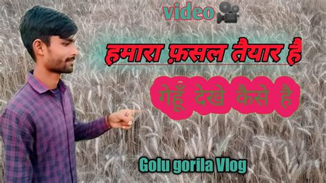 Vlog Video Golu Gorila Ll Farmer Video KISHANI Vilog Kuchh Fasal Ke