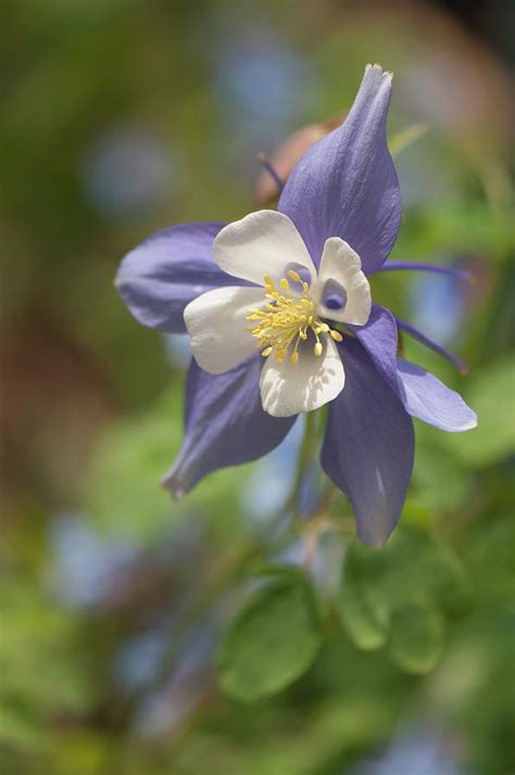 Columbine Aquilegia X Hybrida Swan Blue And White By Maria Mosolova Science Photo Library