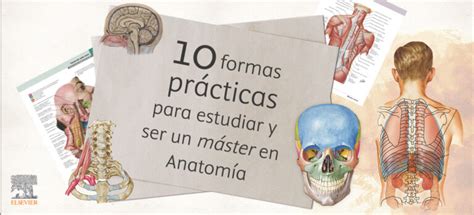 Cómo empezar a estudiar anatomía Saber Estudiar