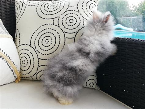 bébé lapin nain teddy angora unCompagnon fr