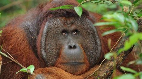 Captaron fumando a un orangután en peligro de extinción El simio