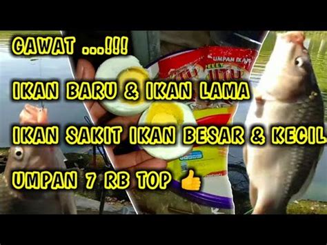 Umpan 7 Ribu Racikan Terbaru Pelet Jitu Buat Mancing Ikan Mas Kolam