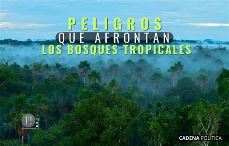 Peligros Que Afrontan Los Bosques Tropicales Latitud Megal Polis