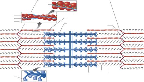 Sacromere Thick And Thin Filaments Diagram Quizlet