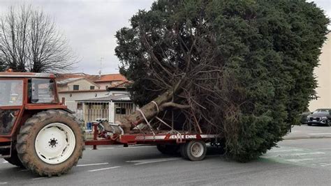 Passa a fatica tra le case a Lazzate l albero di Natale è maxi Il