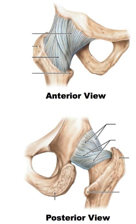 Hip Femur Joints Muscles Britannica Off