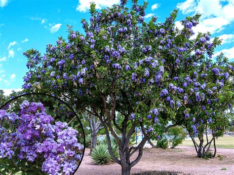 The Top 5 Purple Flowering Trees