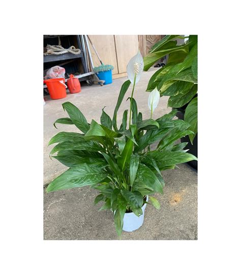 Buy Spathiphyllum Wallisii Peace Lily Guan Lee Heng Landscaping Pte Ltd