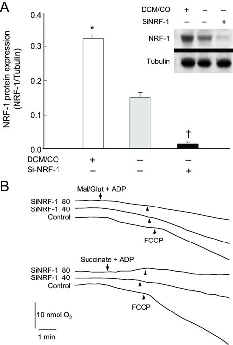 Nrf 1 Knockdown Using Sirna Targeting Of The Nrf 1 Openreading Frame In