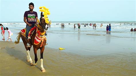 New Digha Horse Is Banned In Digha Sea Beach Dgtld Anandabazar