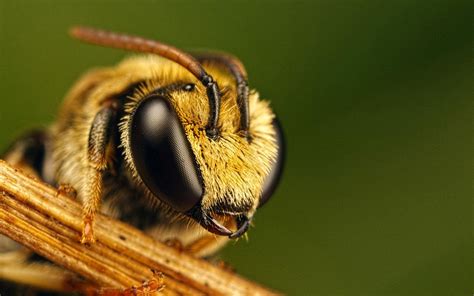 Bee Wallpapers | Animals Library