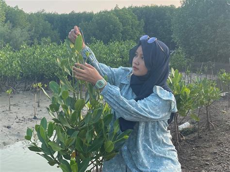 Reportase Pemantauan Hasil Penanaman 100 Bibit Mangrove Lpdp Pk 199