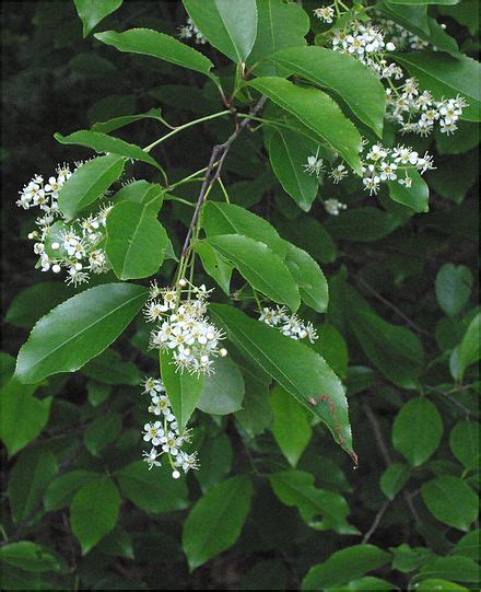 Prunus serotina - Wikipedia