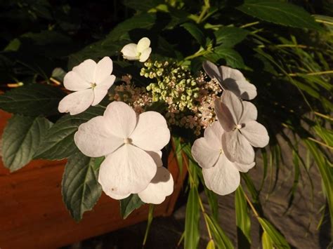 Zielono Zakręceni Hortensja Runaway Bride Snow White Hydrangea