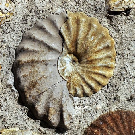 Seashell Mollusk Ammonite Fossil Background Stock Image Image Of