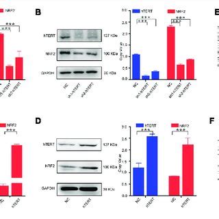 Human Telomerase Reverse Transcriptase Htert Promotes Colorectal