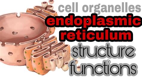 Endoplasmic Reticulum Structure And Function Animation In Urdu Youtube