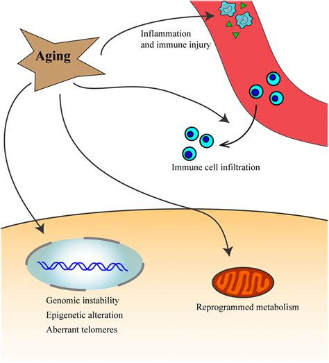 Aging Related Genes Are Potential Prognostic Biomarkers For Patients