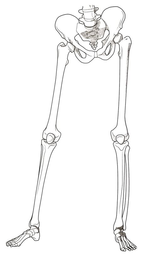 Bones Of Lower Extremity Diagram Quizlet