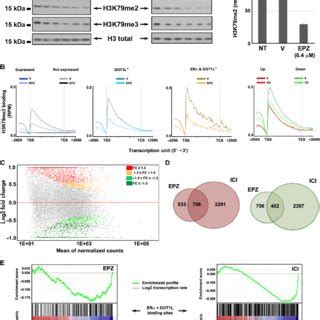 Dot L Inhibition Affects Er Dependent Gene Transcription In Mcf