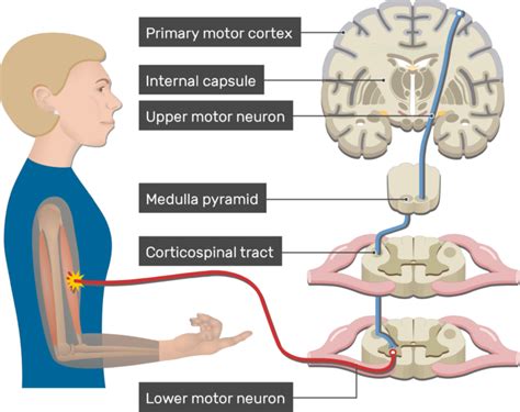 Pyramidal Tract Anatomy And Interactive Diagram Getbodysmart